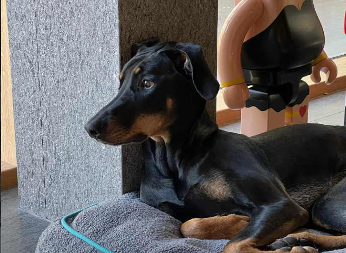 Lalisa Spotify tweet media