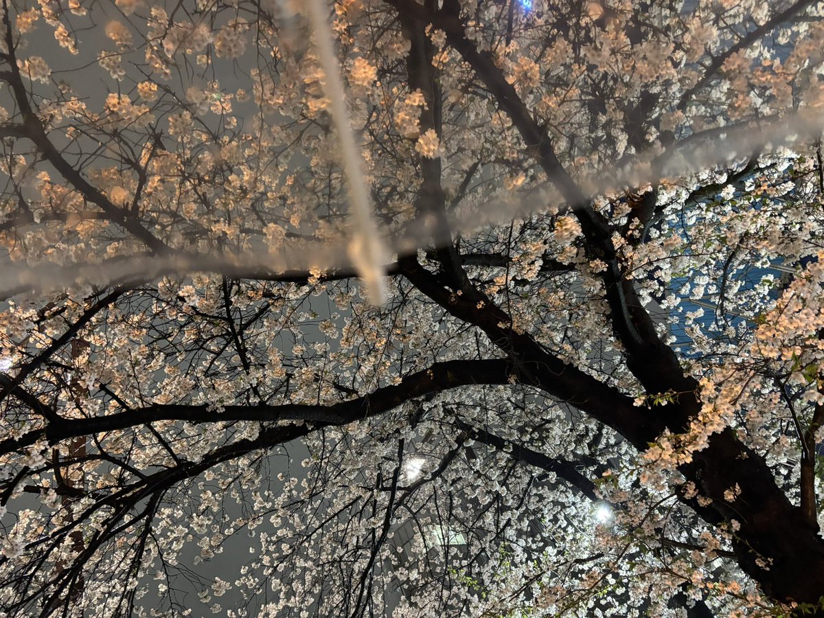 soft_axel's tweet photo. 雨が降ってても桜は綺麗だった🌸 https://t.co/EL8Es3ThWW