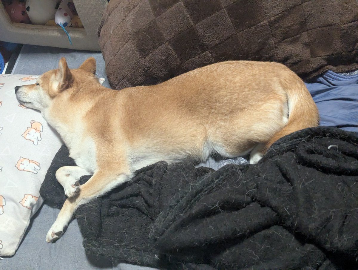 むーさー＠コス売り子承ります tweet media