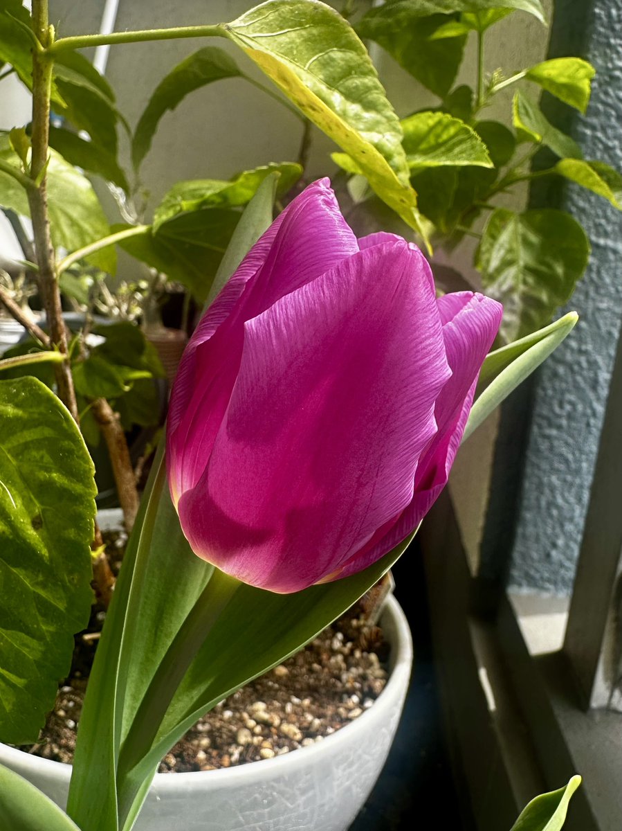 エスエス tweet media