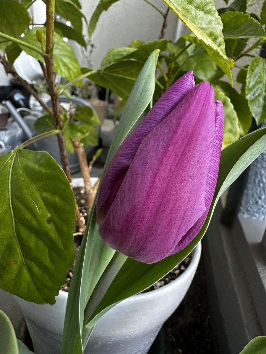 エスエス tweet media