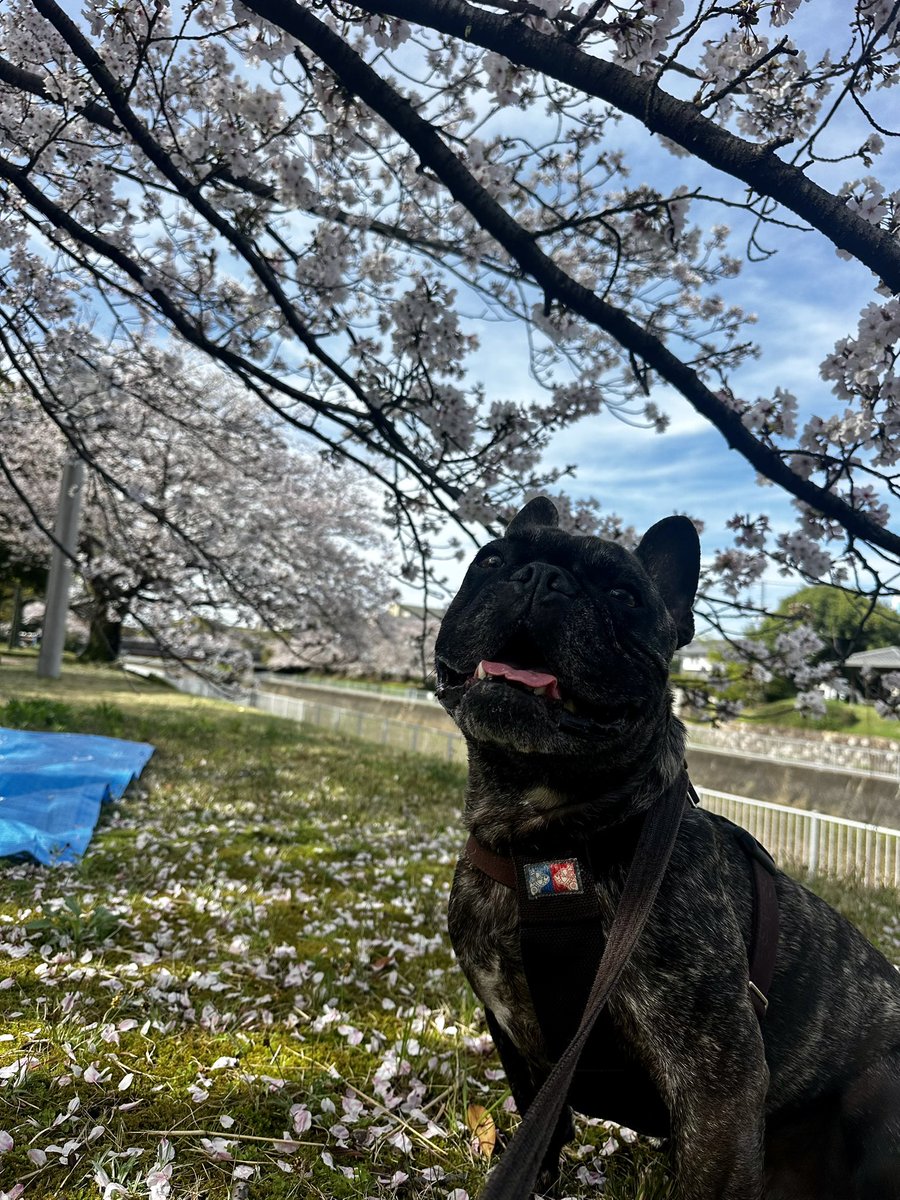 エスエス tweet media