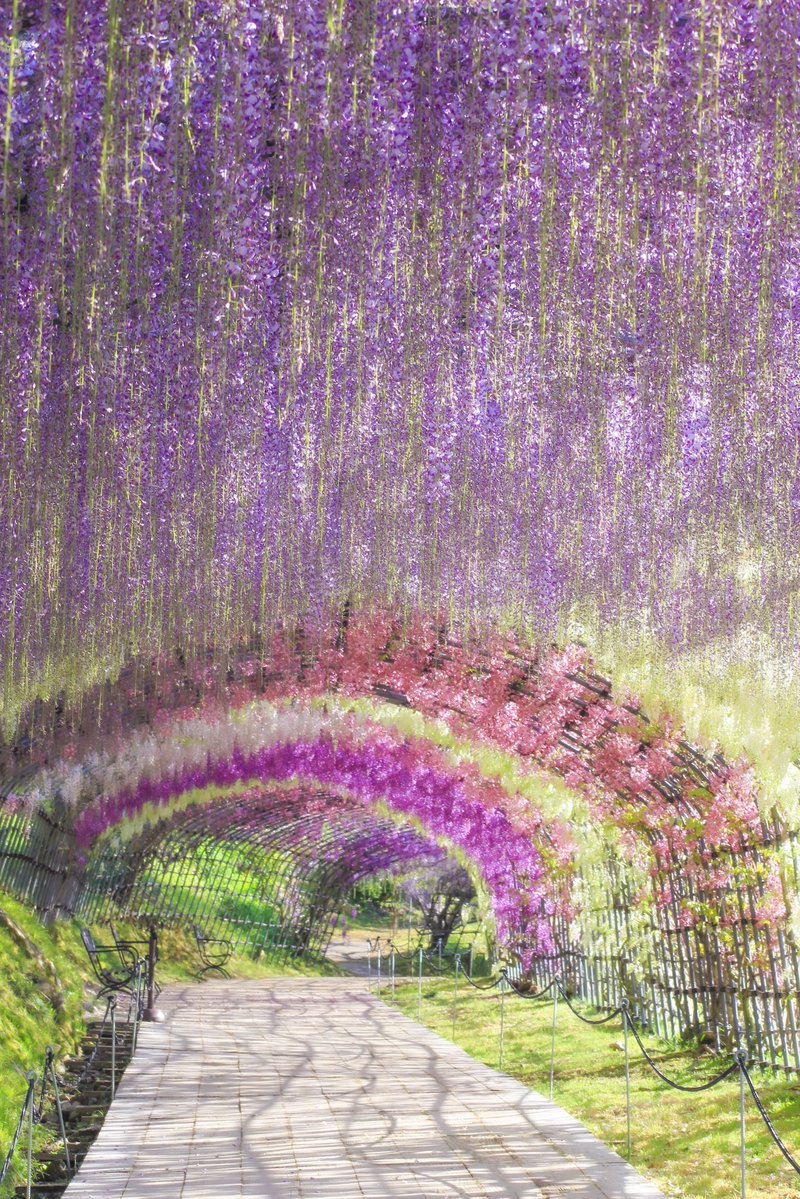 カラフル写真家Ayane.💐 tweet media