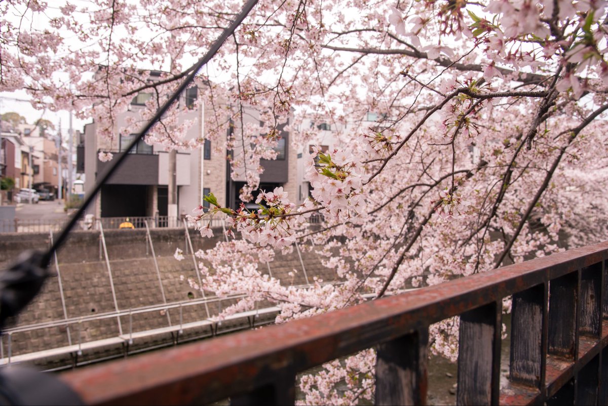 KAPPA🥒のおててリーダー(げんき)🐹💜 tweet media