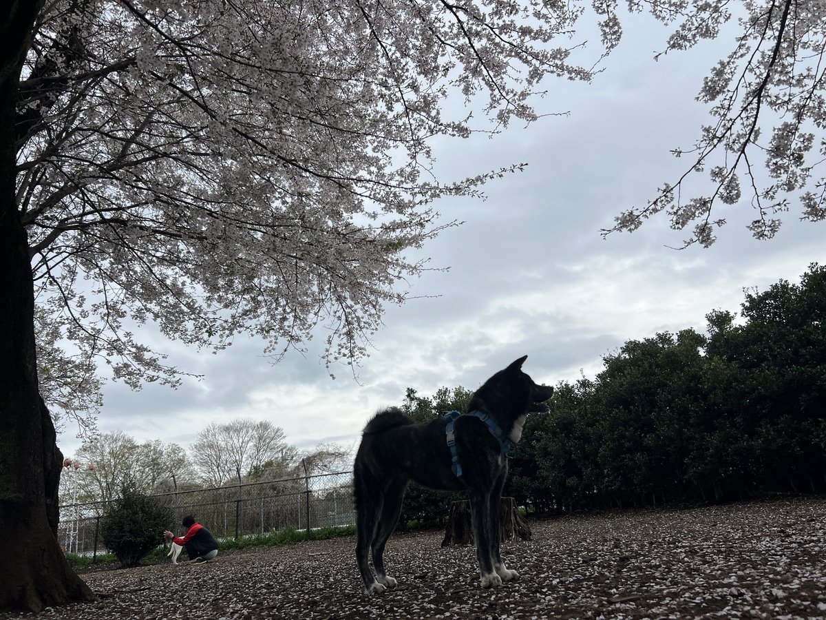 Yuuki@秋田犬しの tweet media