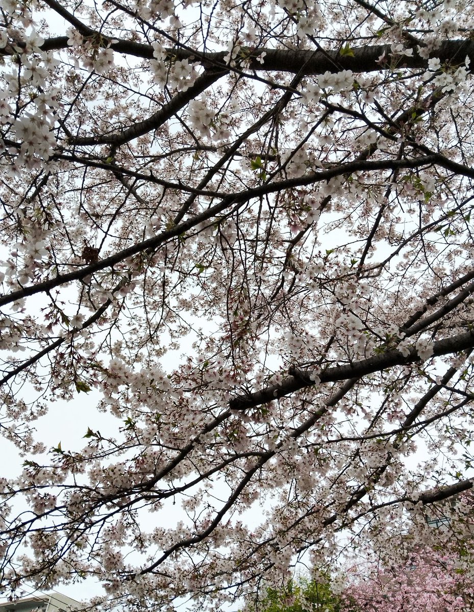 Rebeca Bosch (Becky)❤️🇩🇪 tweet media