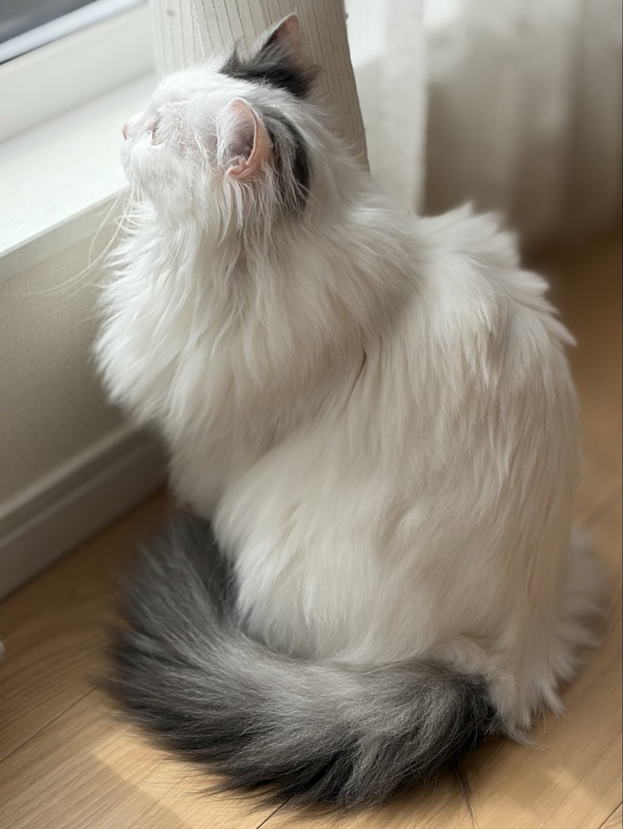 simachanlove12's tweet photo. なんて美しい生き物なのか…
ネコちゃん🐱すごいわー https://t.co/BgNRTIdvyq