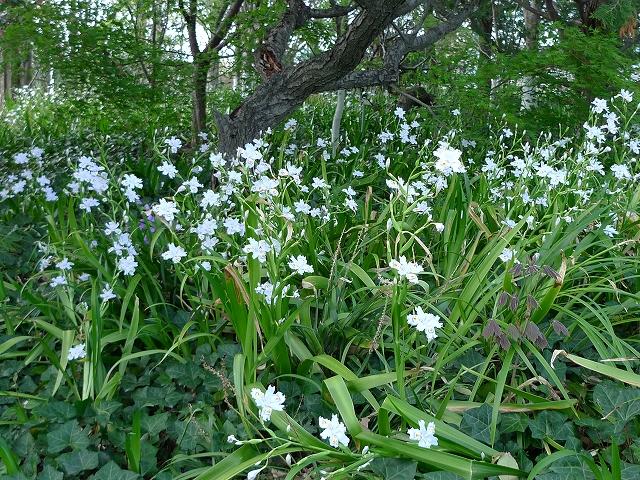 デンパーク花だより】 半日陰の好きなシャガがテラスガーデンと秘密の