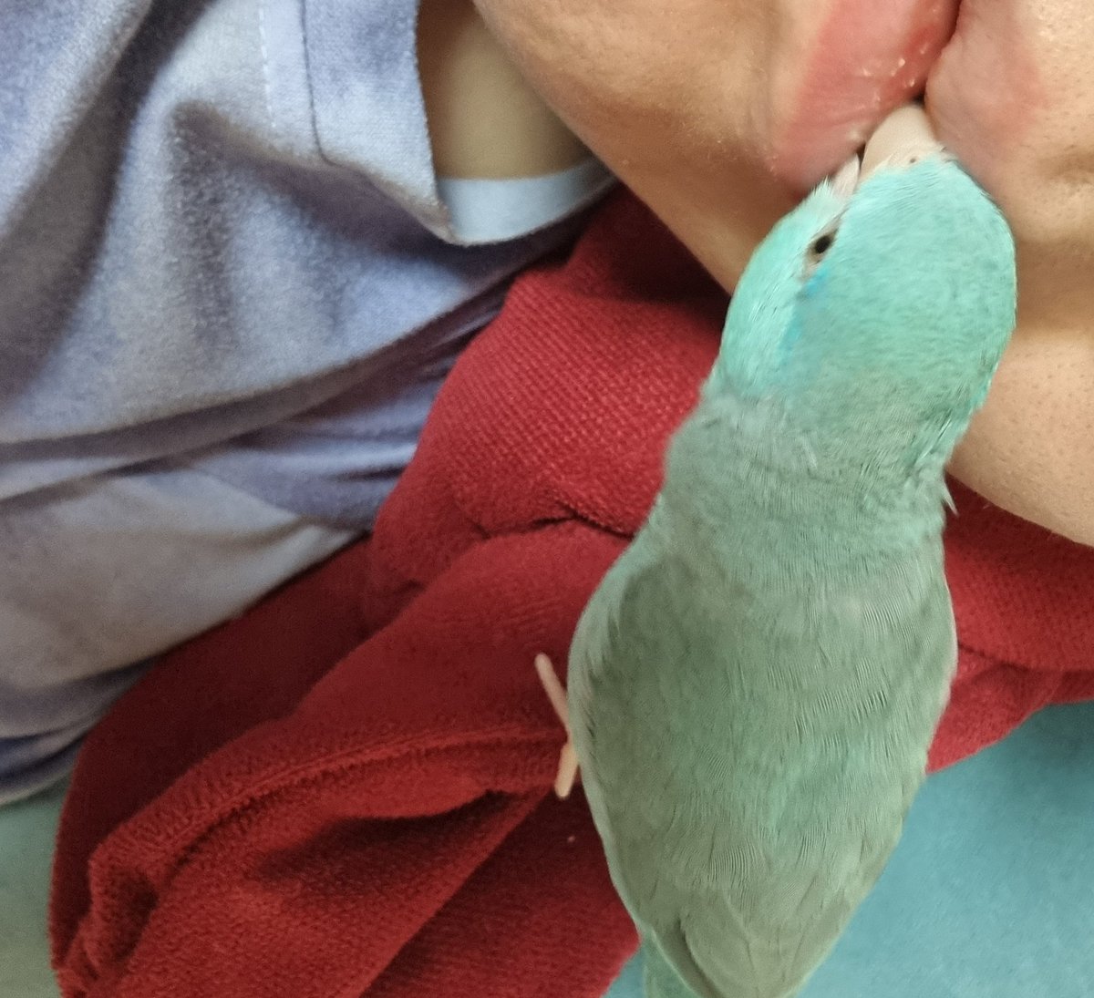 아기새🩵비비🤍코코 tweet media