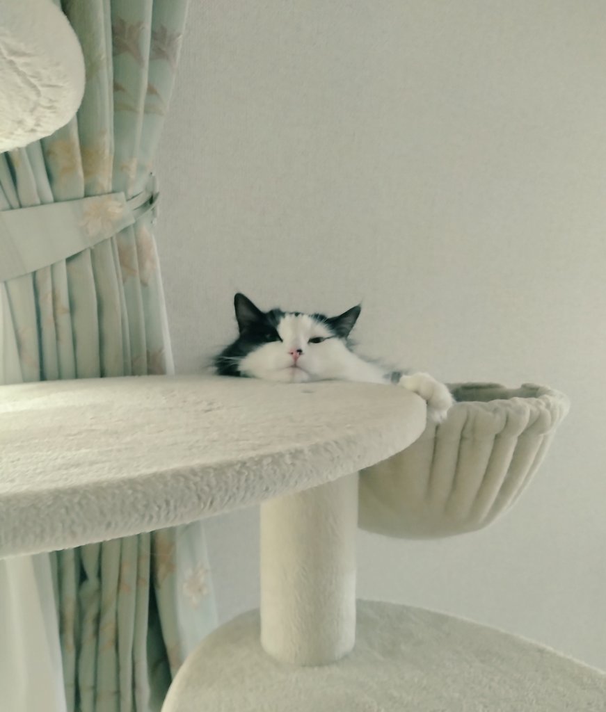 ひめの&ゆめの tweet media