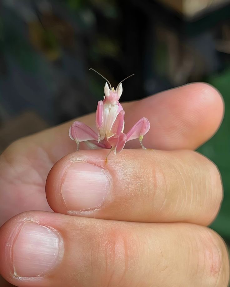 Gabriel Mayan Peter🇯🇵🇺🇸🇳🇬 tweet media