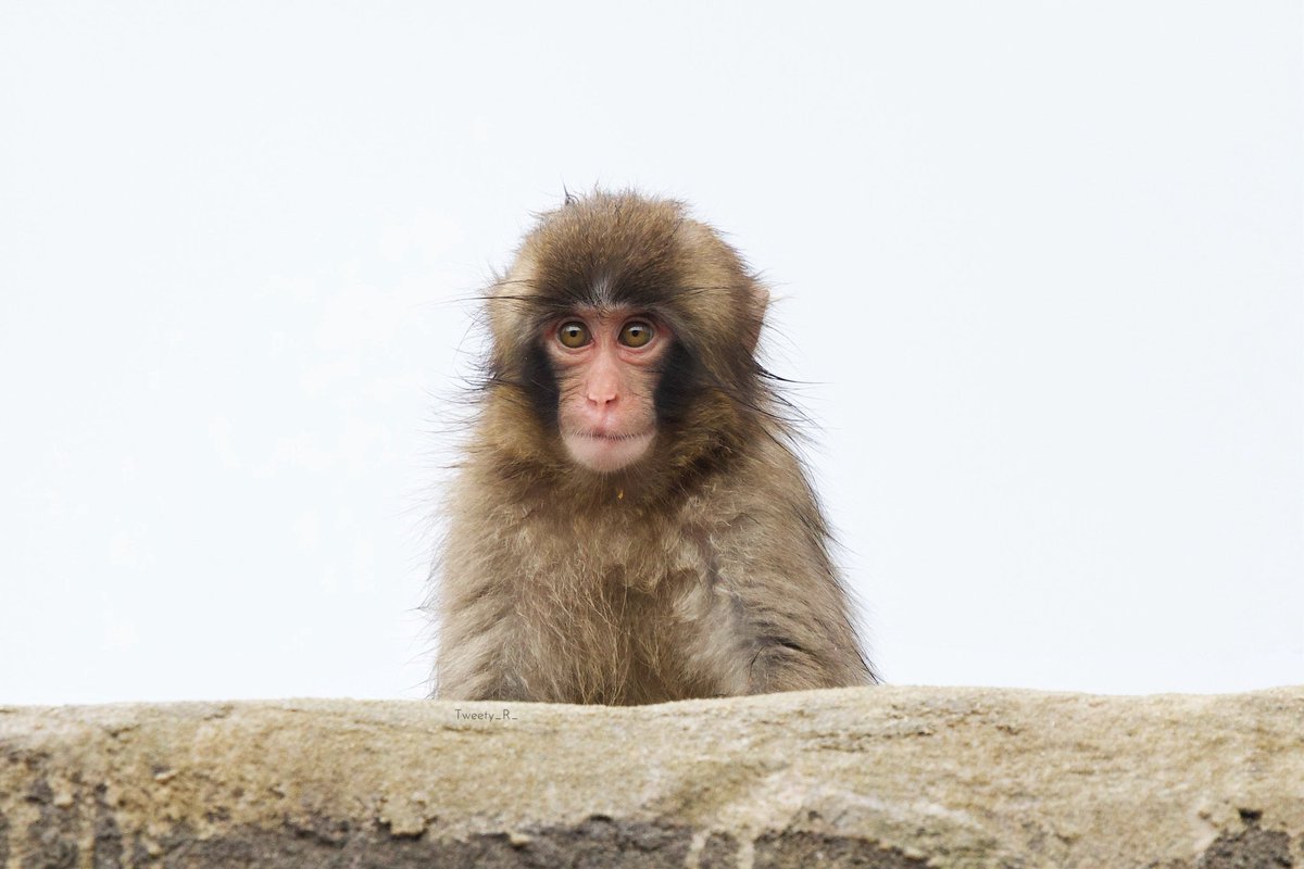 04 de abril 2026
Nuestro pequeño Punch, está dejando de serlo, pero aún se ve adorable. ❤️