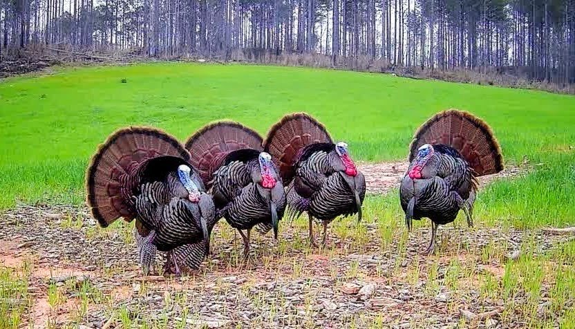 shaweli's tweet photo. @jiro_0026 It’s turkey season in Alabama. https://t.co/Ebbq2F1ZFx