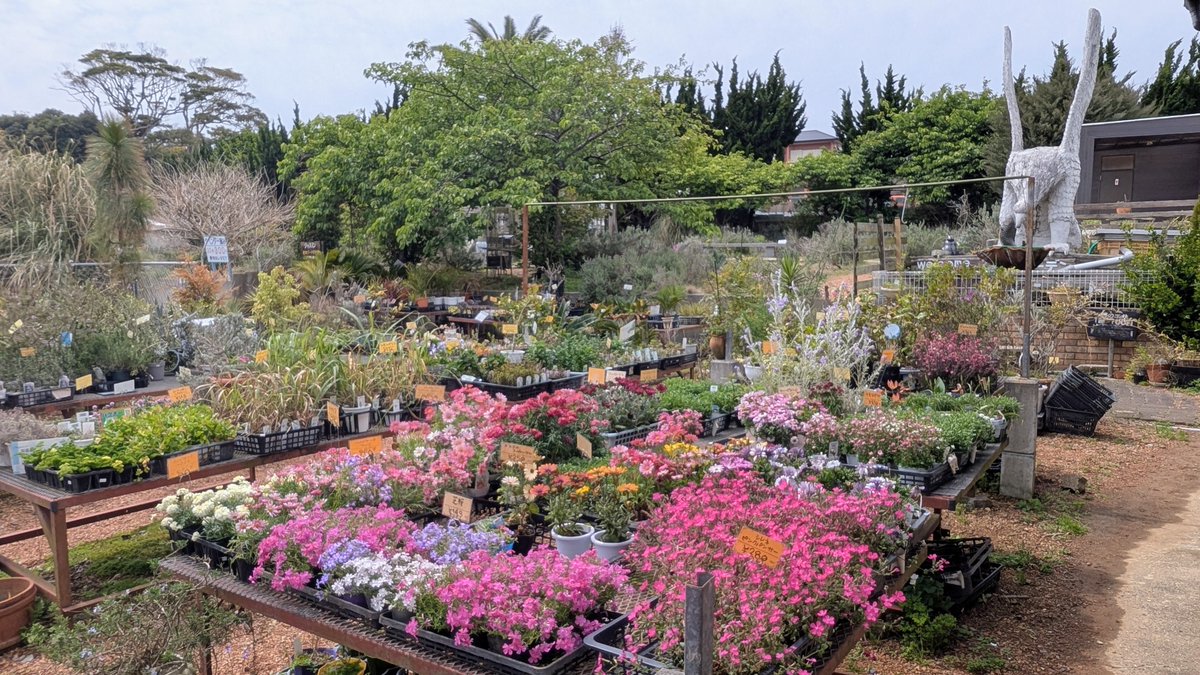 mst_kuma90cafe's tweet photo. 海のそばのハーブ園 HerbGarden Pocket https://t.co/Nstc2VTywC🌿銚子市笠上町

銚子灯台コーラ@choshibeerの原料?のおみせで休憩なう🍹 https://t.co/g4X0SlNTlp