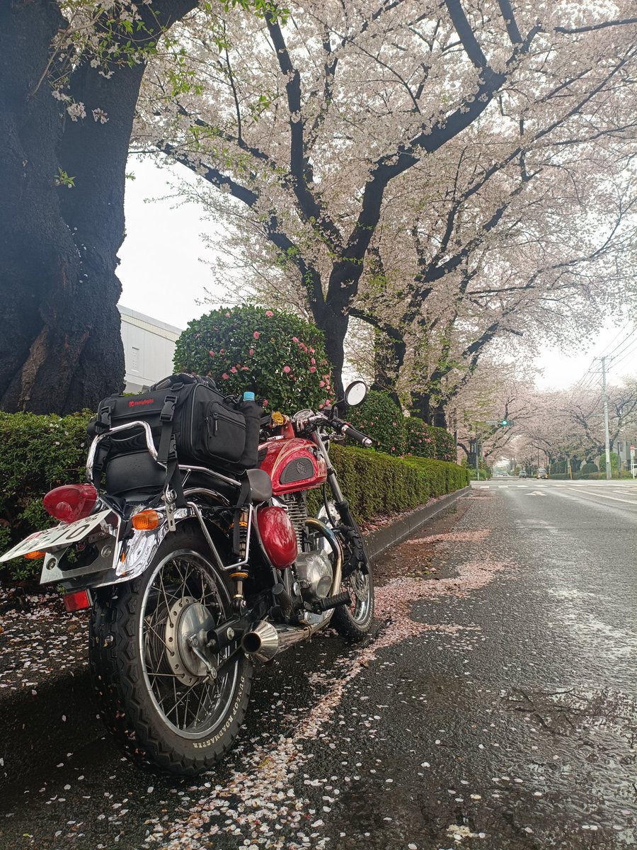 らむ@エストレヤ tweet media