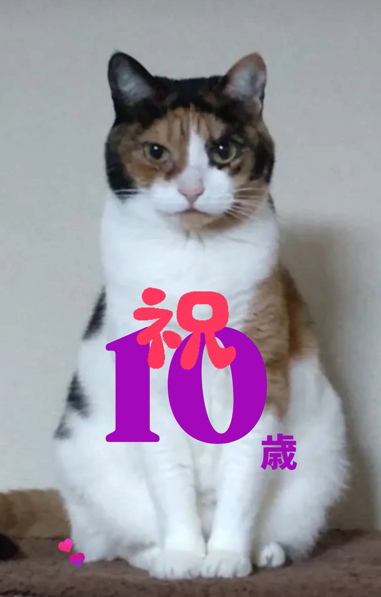 8mikitty8's tweet photo. にゃふーん🩷 https://t.co/kcxV8ZvqLE