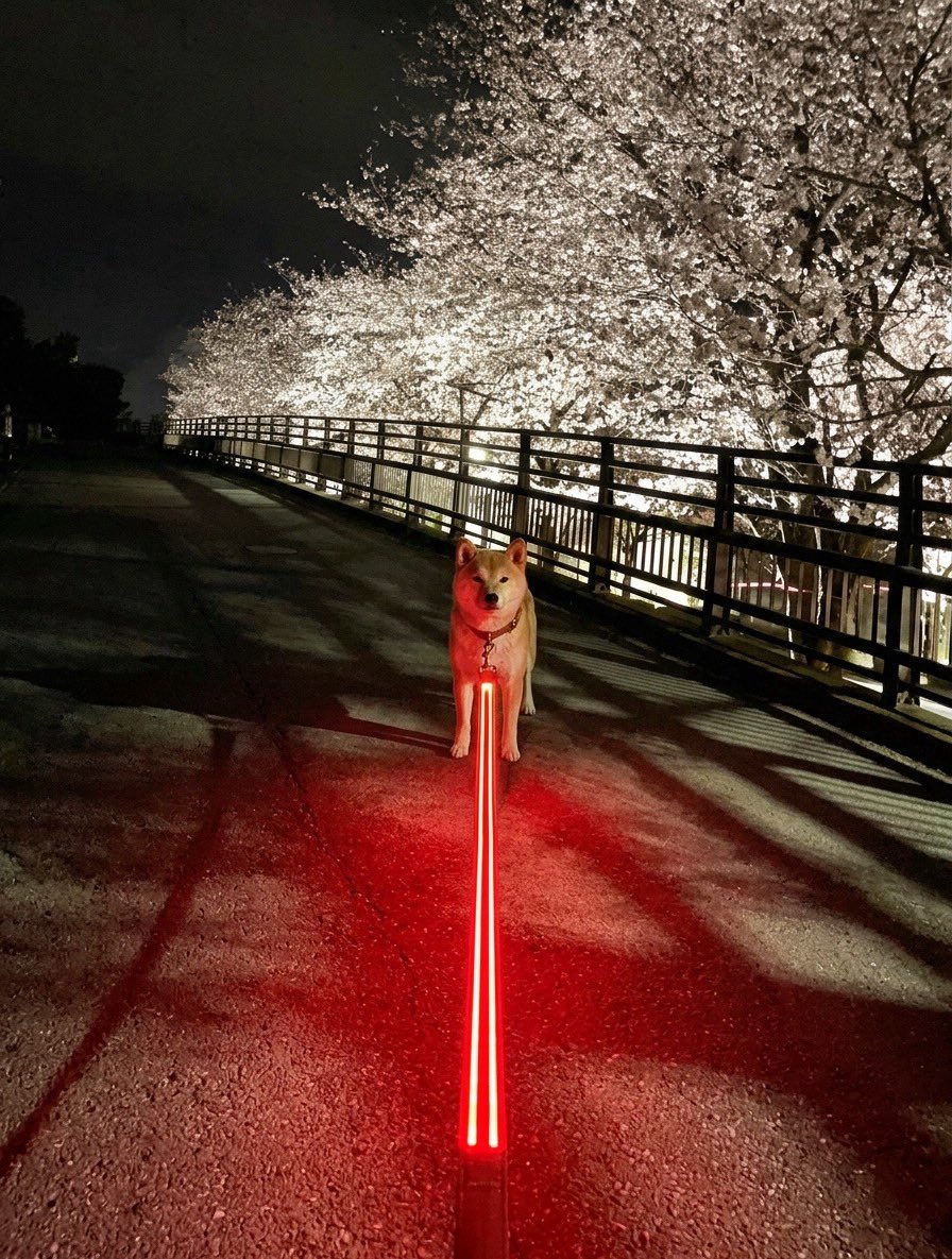 柴犬·͜·♡もも tweet media