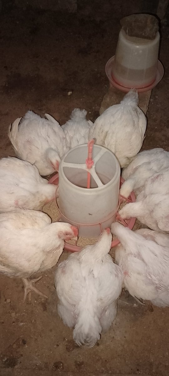 Ruqoyah_farms's tweet photo. Christ is risen!
He died and rose on the third day!
Jesus Christ conquered the death and the tomb is empty..
Thank you Jesus!
Happy Easter family โค๏ธ
Let tagged one or two people to bless the timeline with chicken
Good morning sir and ma๐ซถ and happy Easter https://t.co/FYTpp36hSj