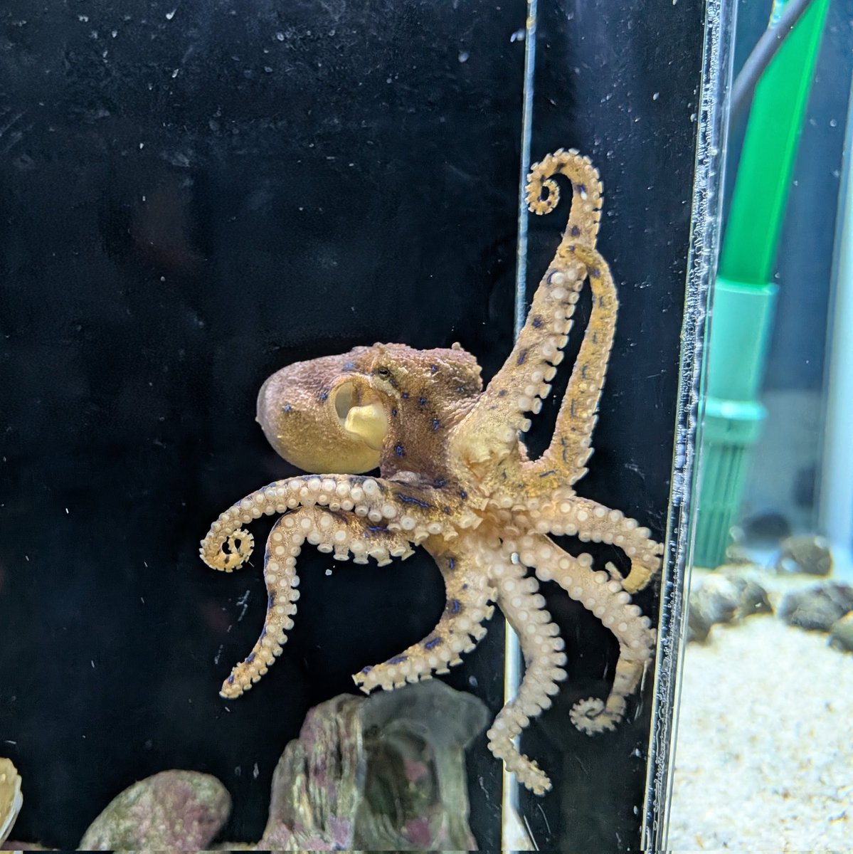 魚津水族館公式 tweet media