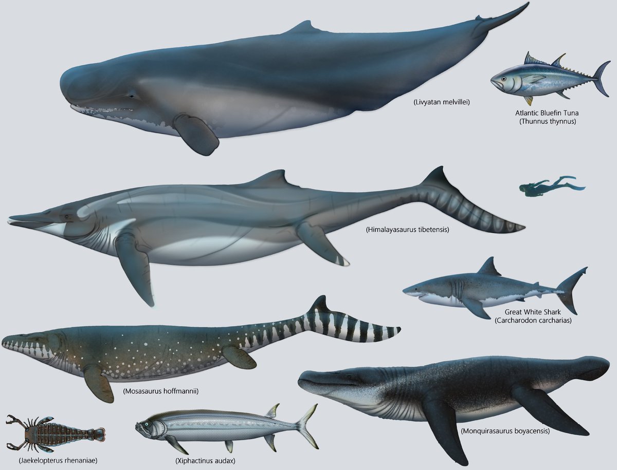 Joli AquaIslander tweet media