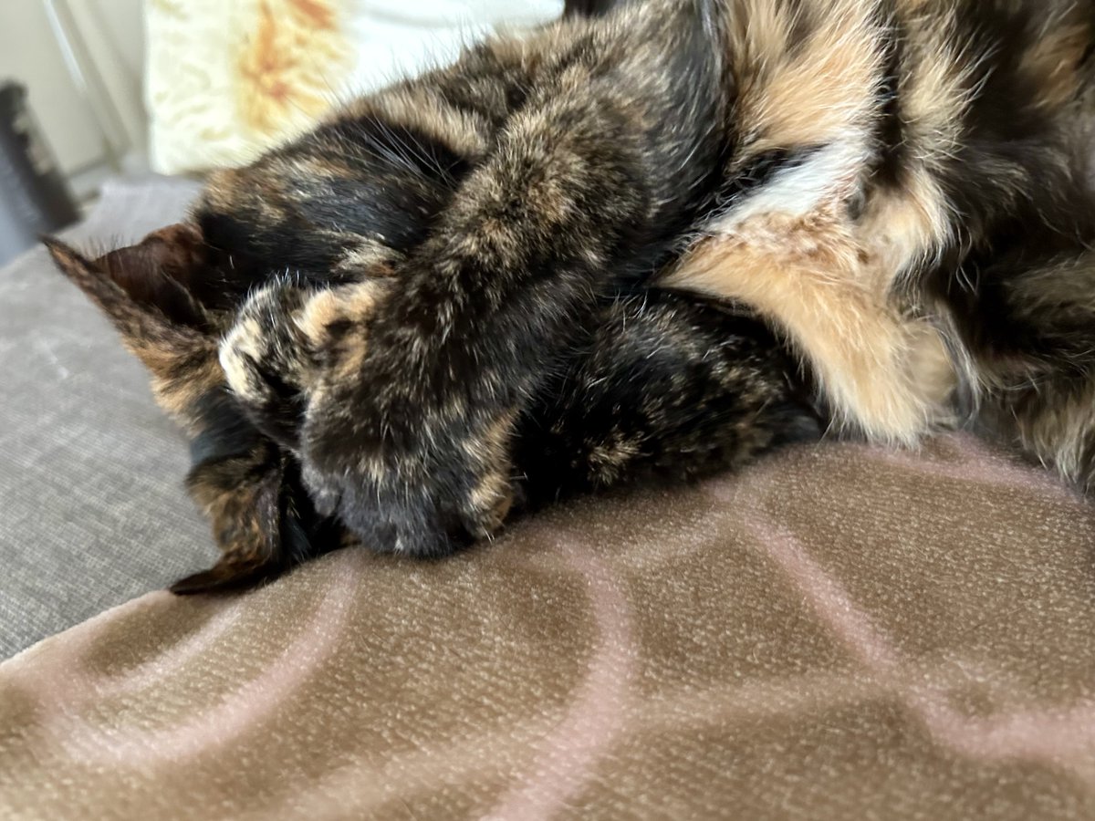 🐈‍⬛猫餃子🥟 tweet media