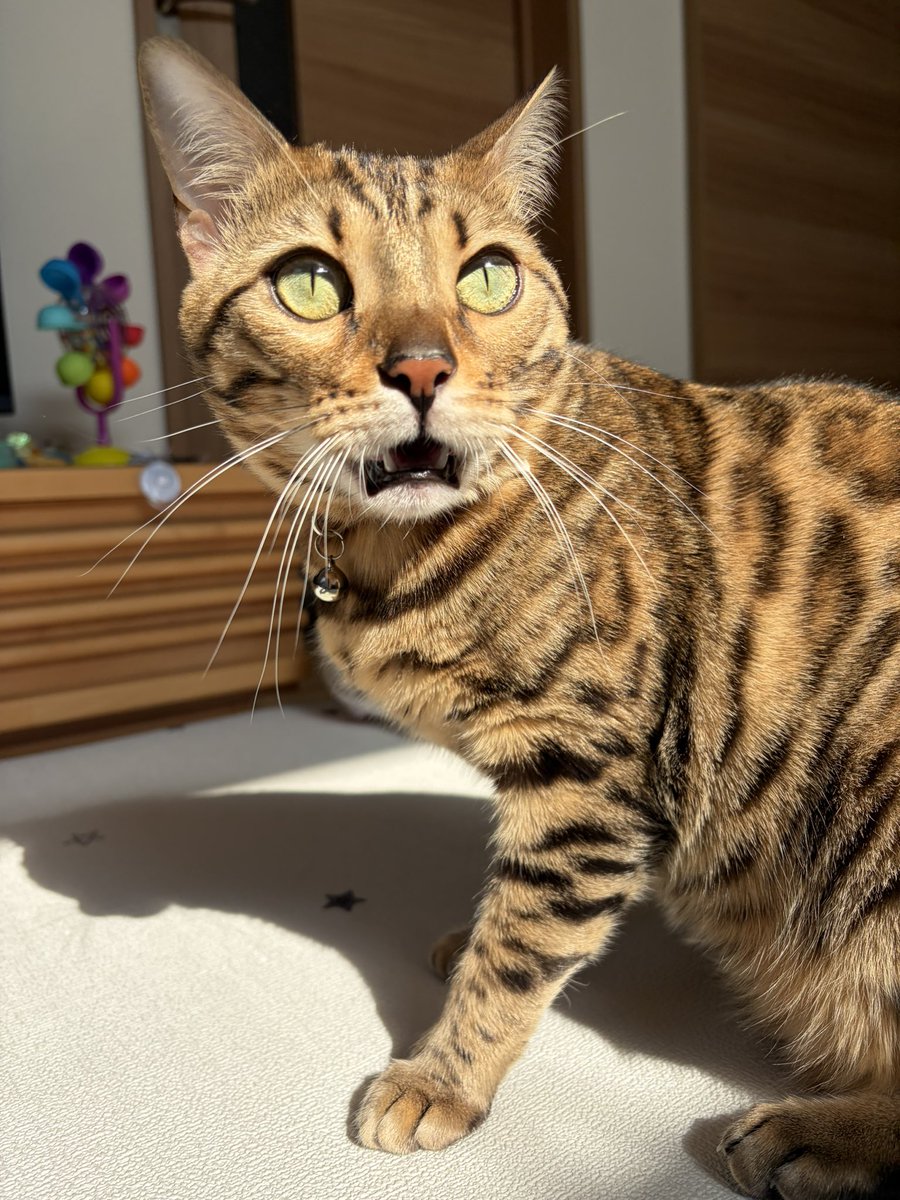 とがちゃんbillyluv tweet media