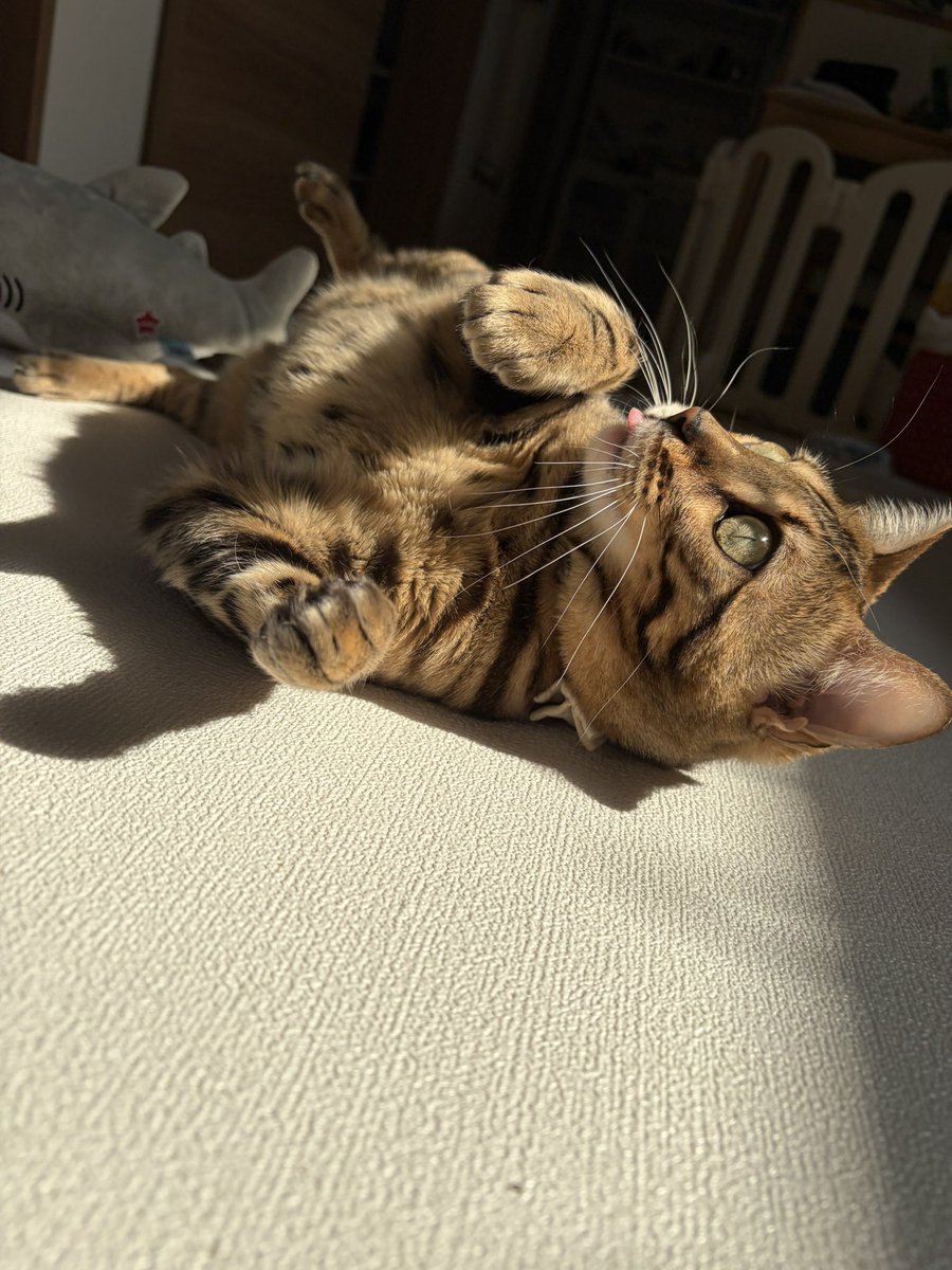 とがちゃんbillyluv tweet media