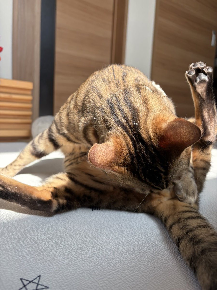 とがちゃんbillyluv tweet media