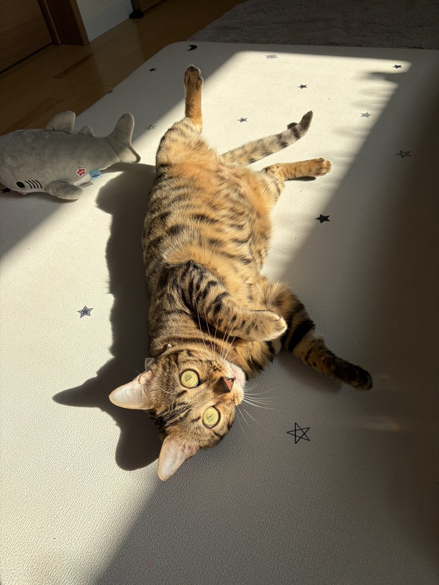 とがちゃんbillyluv tweet media