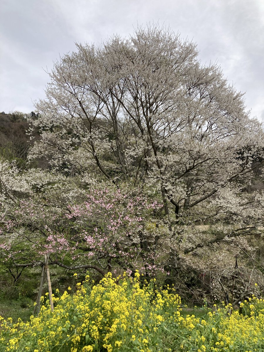 桶ラン tweet media