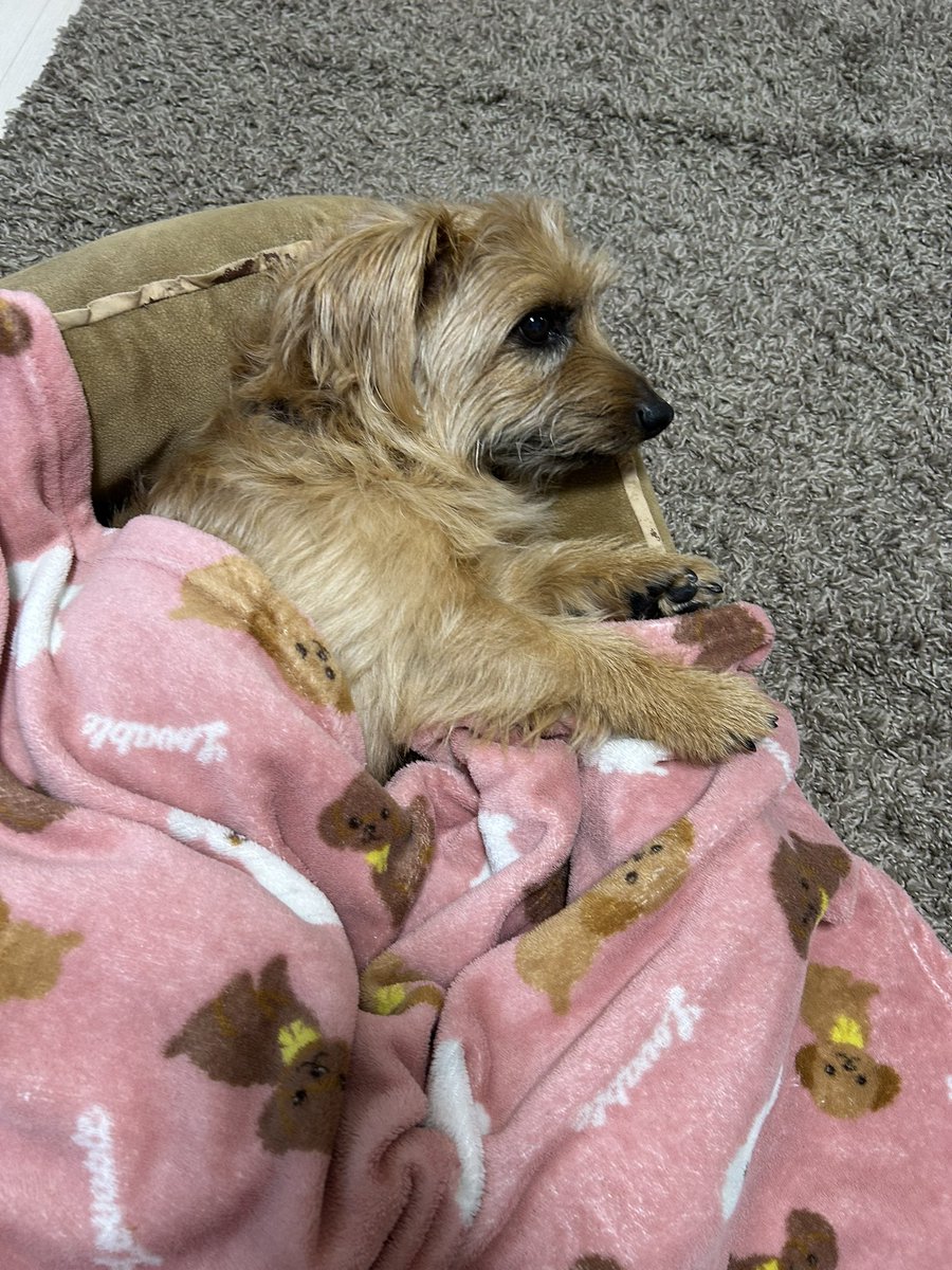 チャチャ tweet media