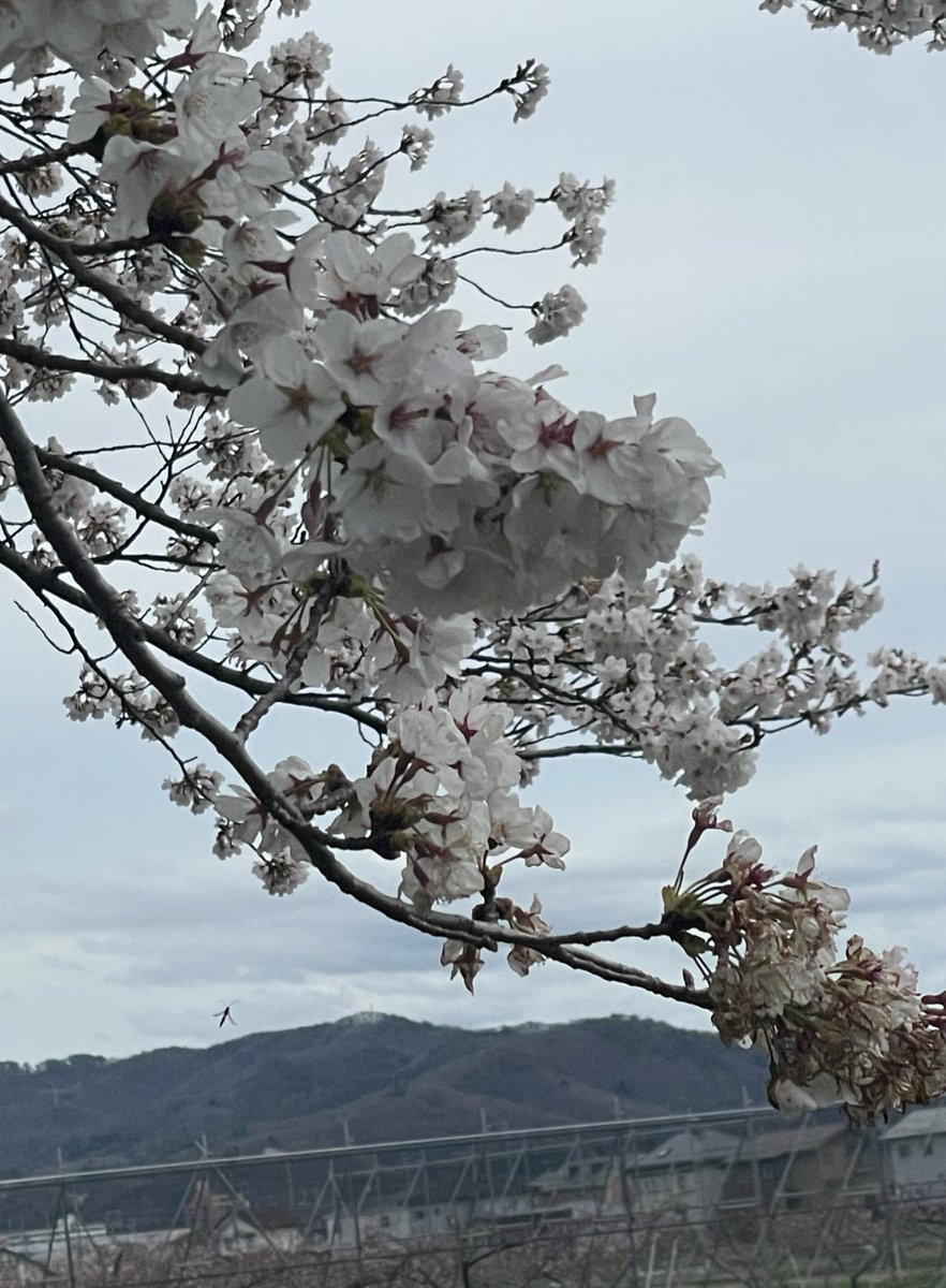 Sakanaspitz1's tweet photo. 花見てきた https://t.co/co4IoKhMmJ