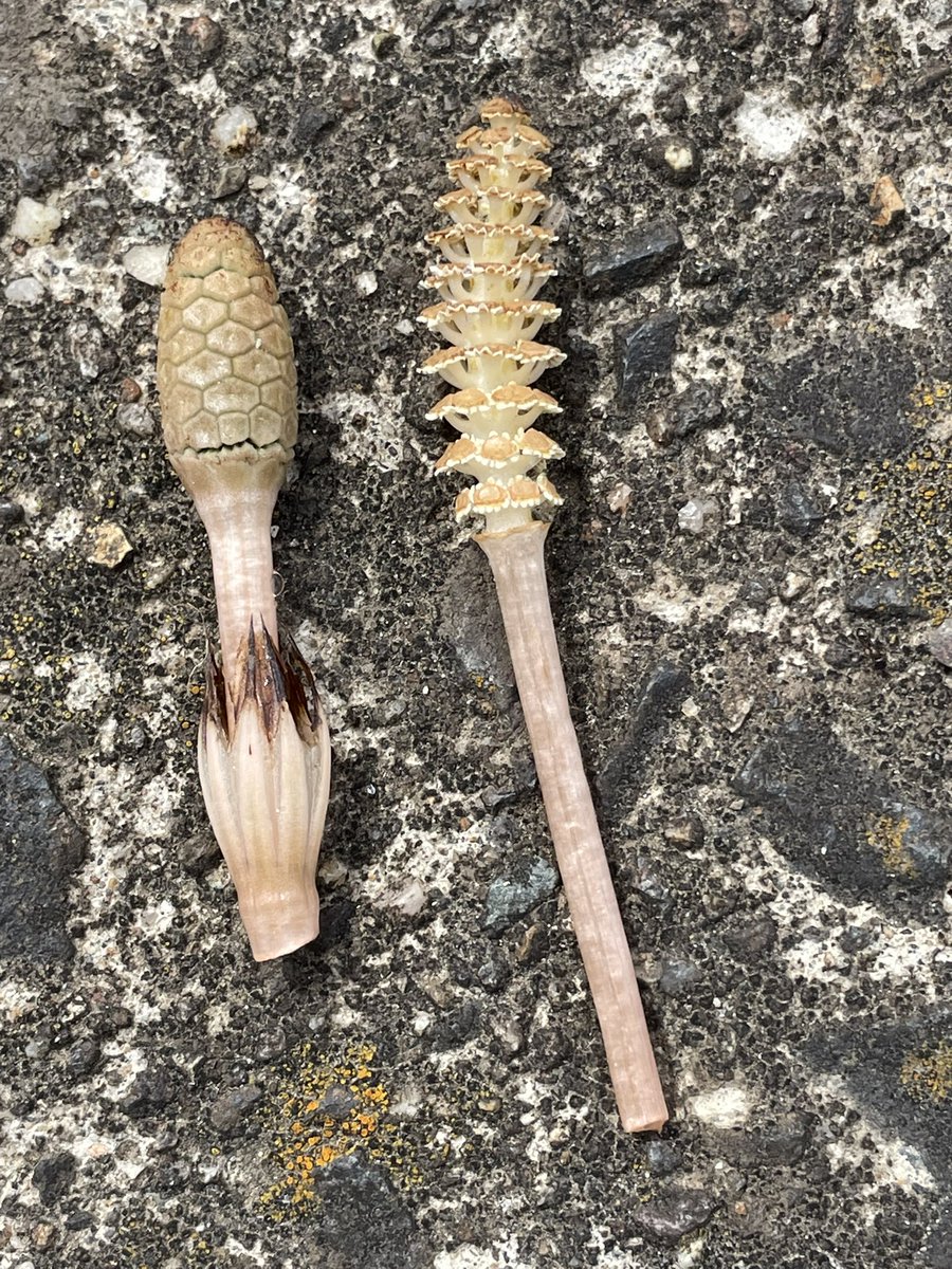 𓃦 Natchdon 𓃥 tweet media