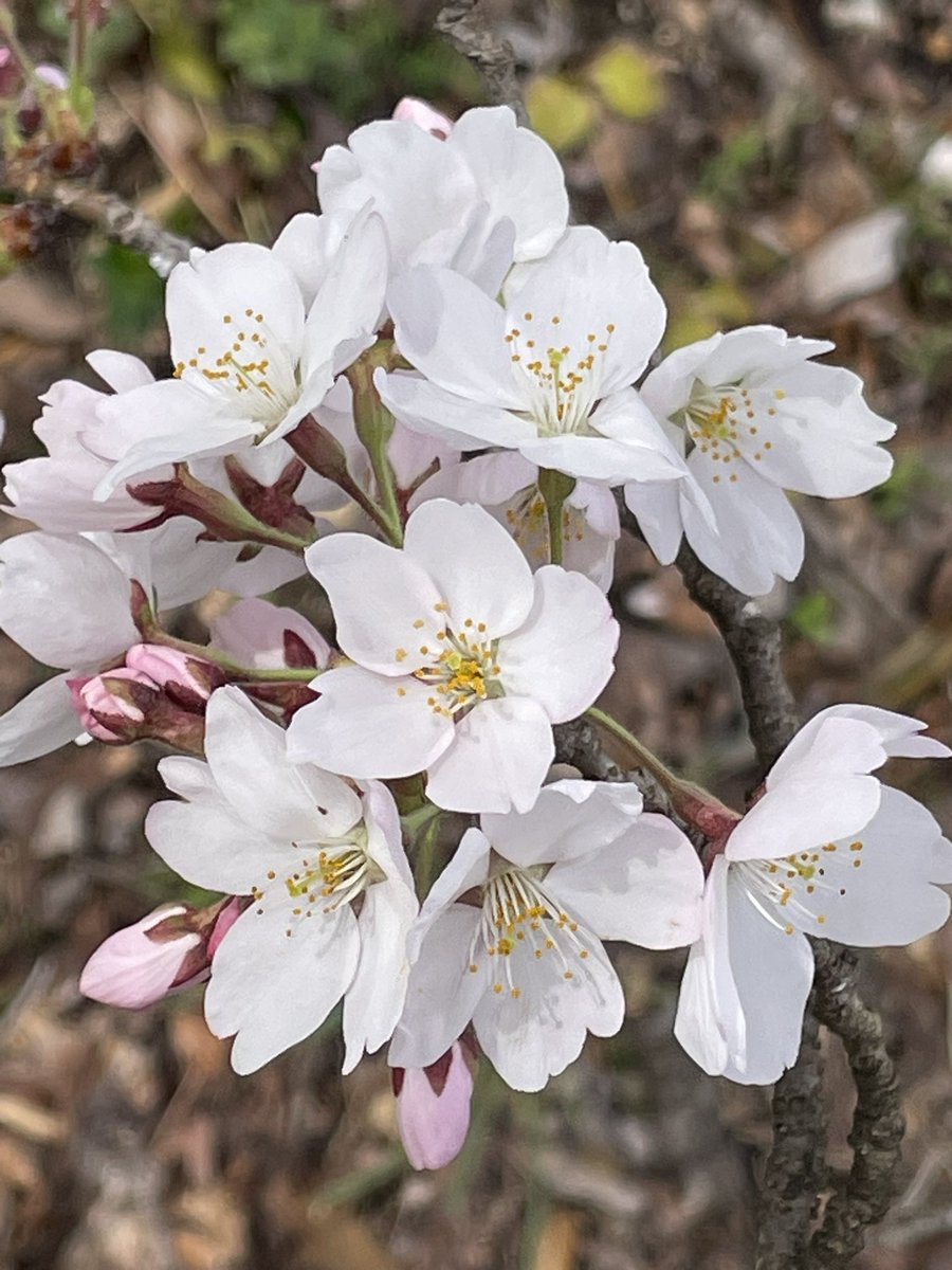 𓃦 Natchdon 𓃥 tweet media