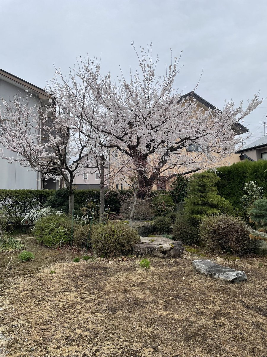 My Garage ﾏｲｶﾞﾚｰｼﾞ tweet media