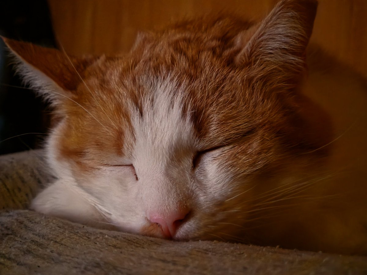 Drewcifer tweet media