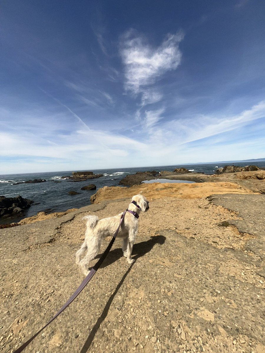 Just a dog looking out onto the #Mendocino Coast