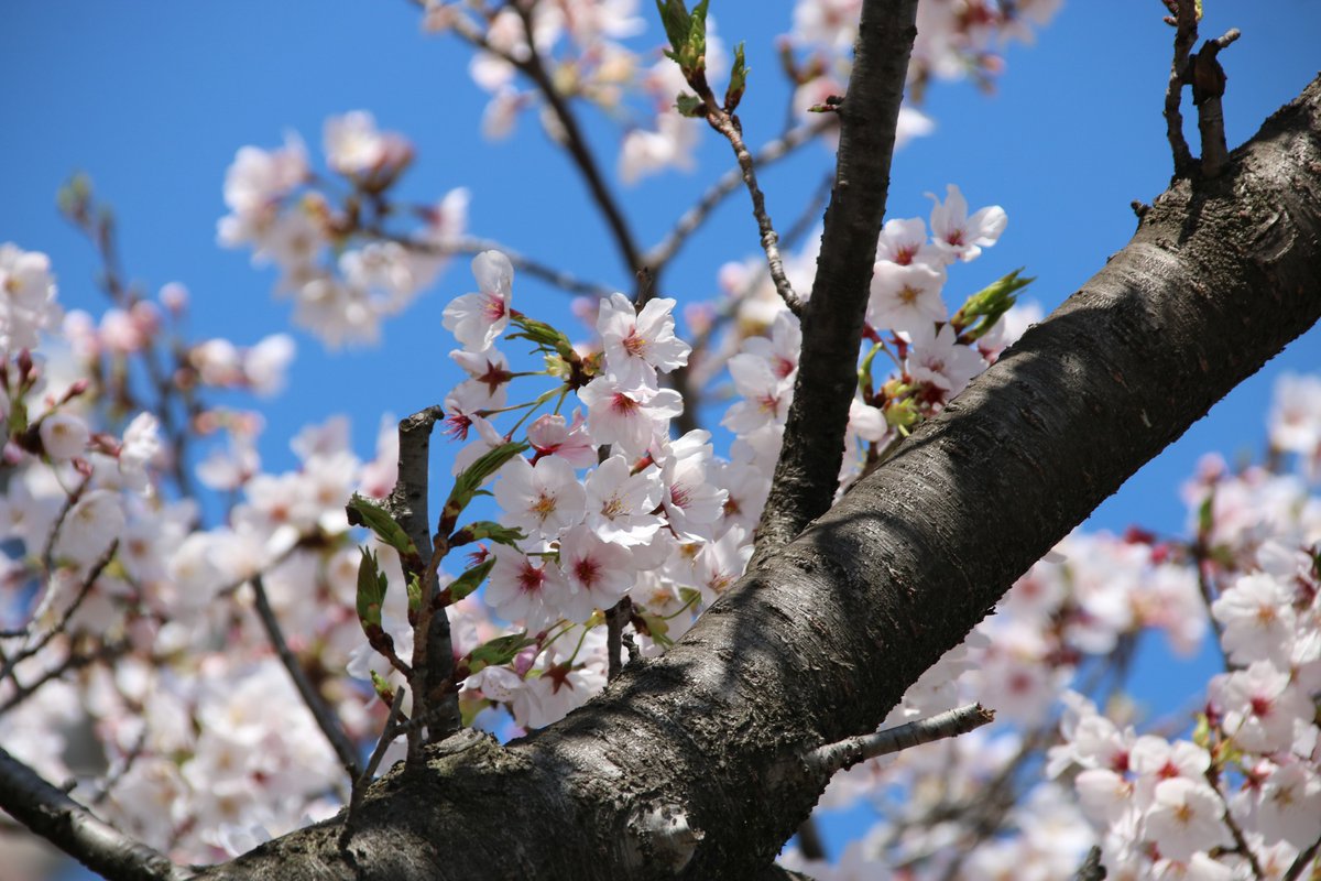 キョウ tweet media