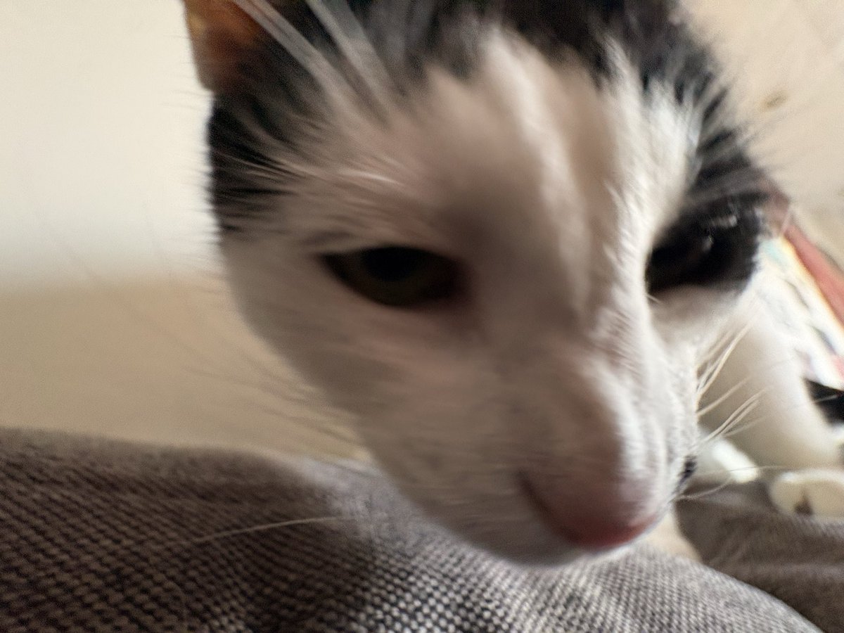 mrsillybabyman's tweet photo. Otay so. Momy want me to ask my friends on cat titter what 2 do about my Fewd. IM NOT LIKING IT!!! Butt. It is good 4 my “kidnieys”. How do u guyse eat food u don’t like. Momby puts chuuru in it sumtimes but I can taste the Betrayal. I misse my #fancyfeast https://t.co/VB8PEqvaf9