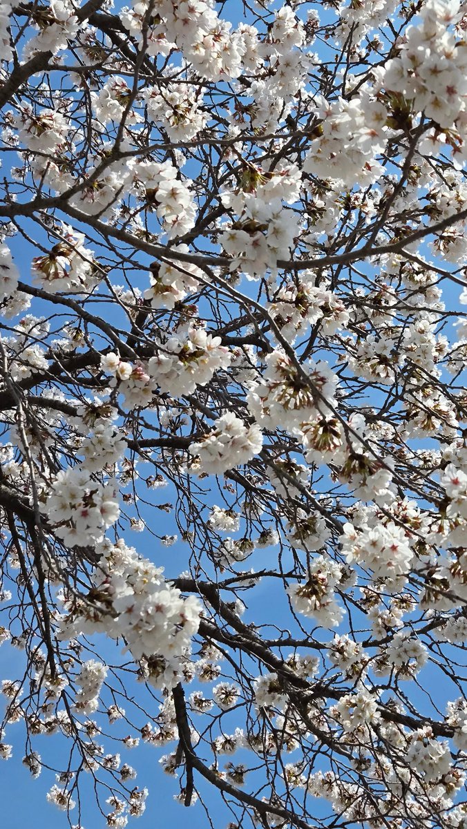 🍒 이니별 🍒 tweet media