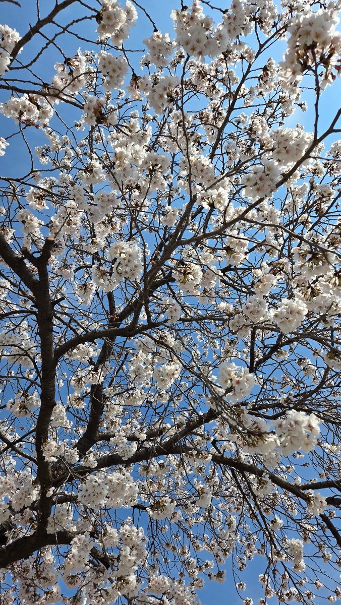 🍒 이니별 🍒 tweet media