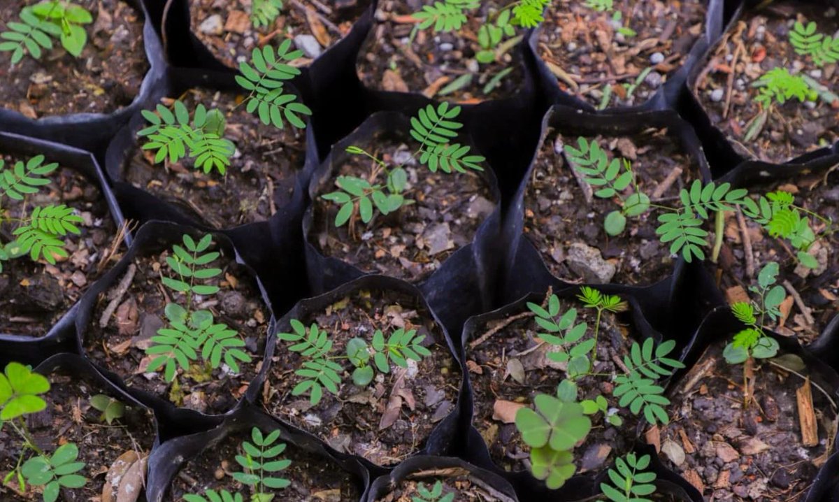 ALL ACCESS MÉXICO tweet media