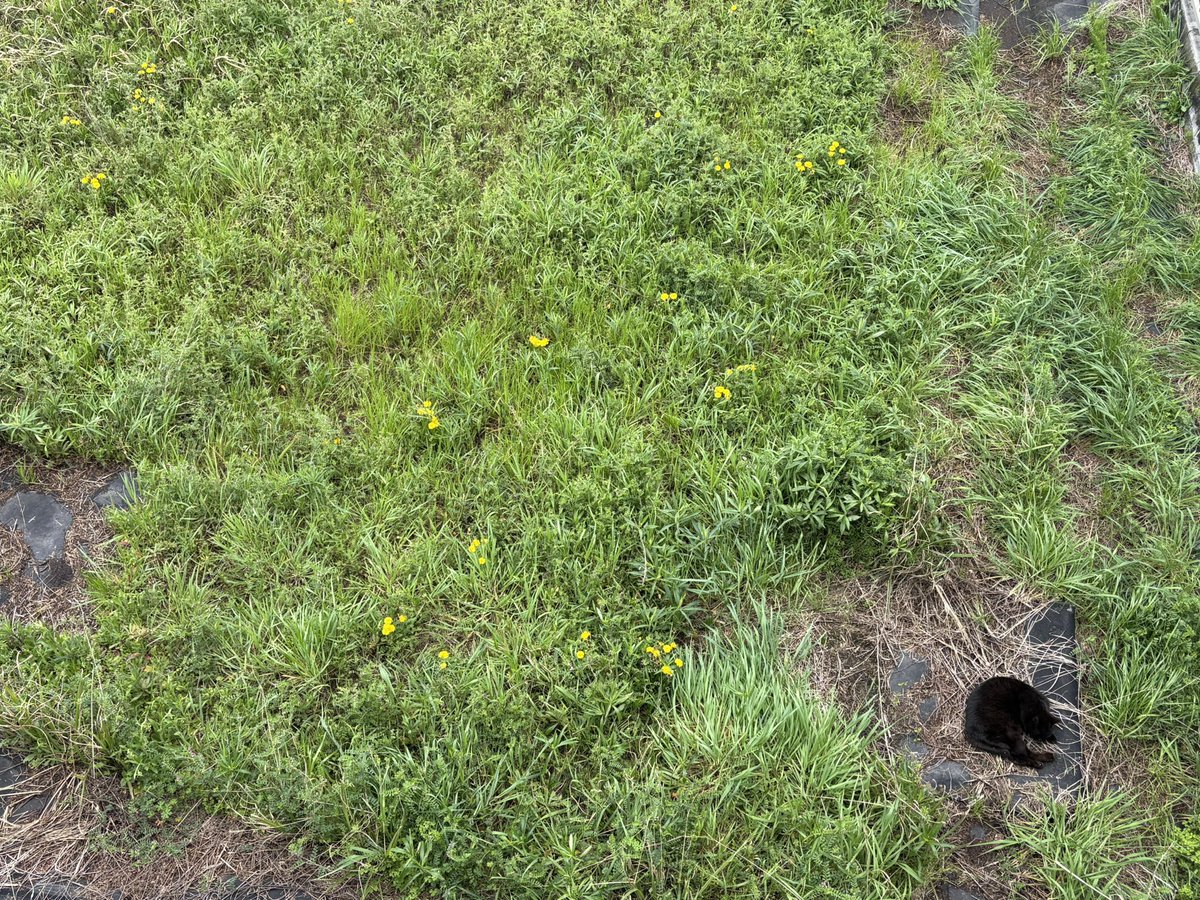 絵奈🍀energy tweet media