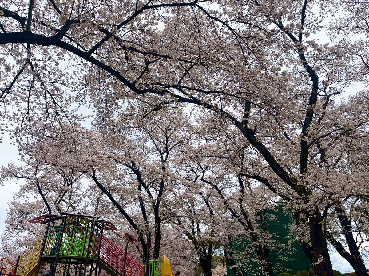 かぴばらせんぱい tweet media