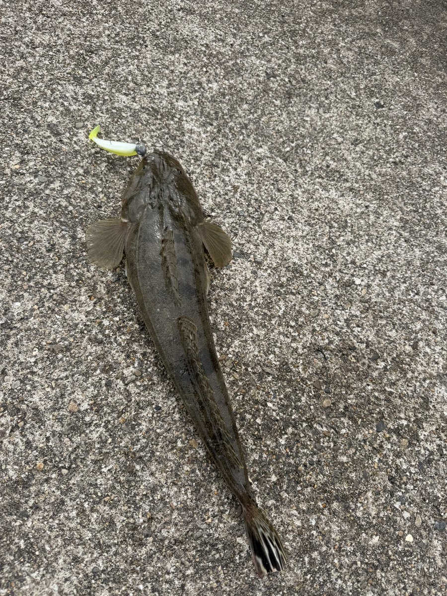 パイセン tweet media