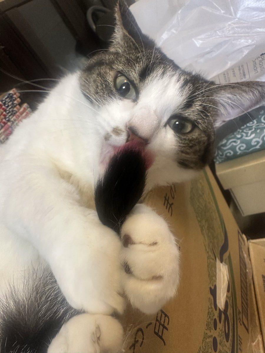 カルマ tweet media