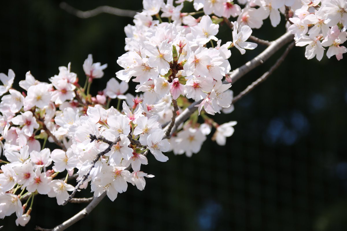 キョウ tweet media