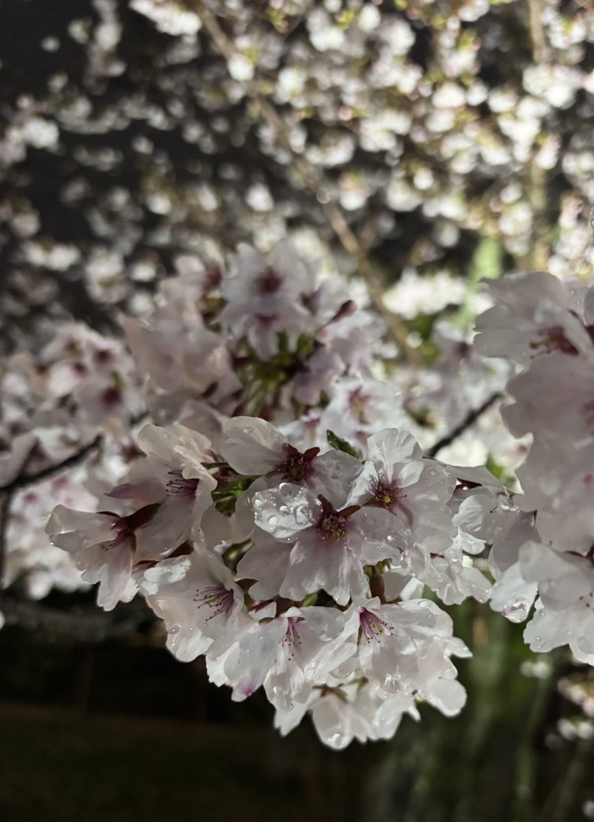 あんず tweet media