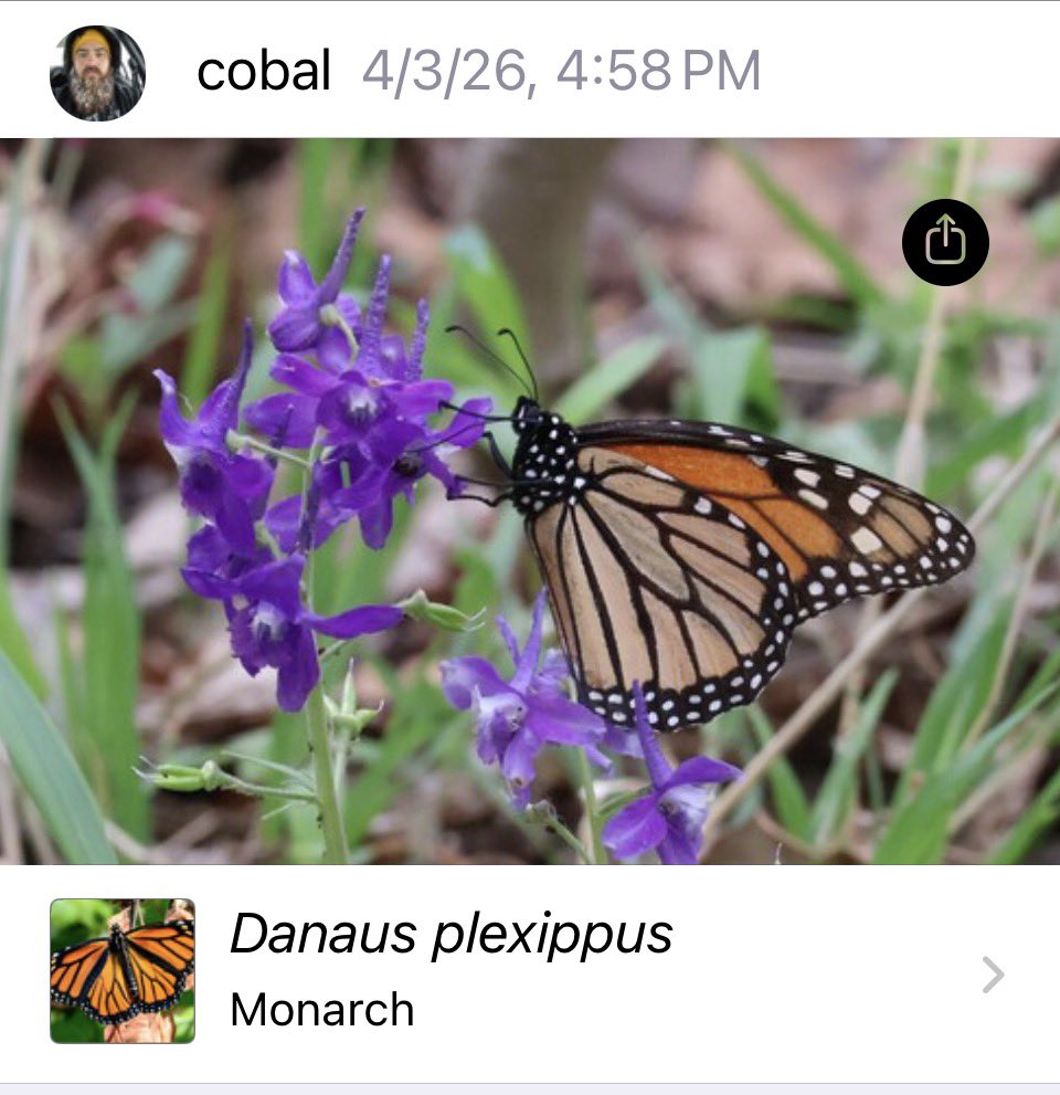 parker (Lucanus) tweet media