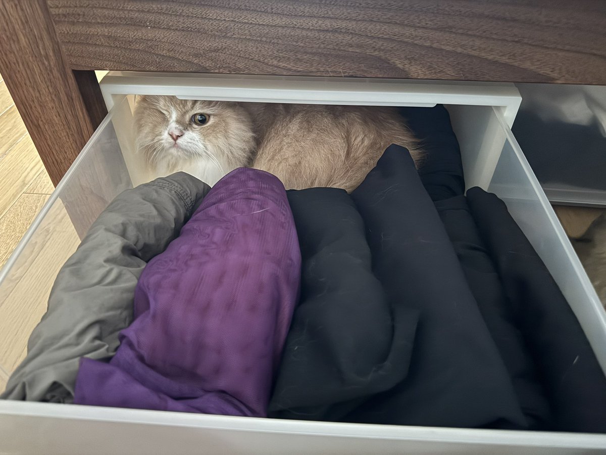 ねこまたぎ tweet media